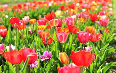 Obraz premium Blühende Tulpen in einem Tulpenbeet