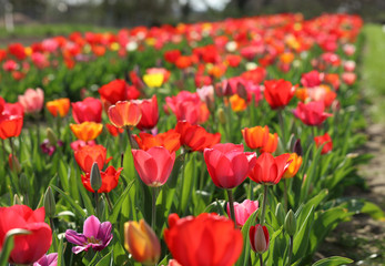 Obraz premium Tulpen Tulpenbeet in der Blüte