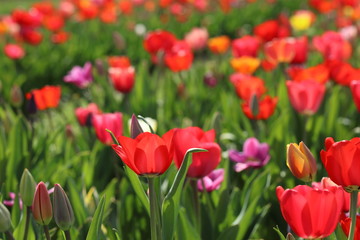 Obraz premium Tulpen Tulpenbeet in der Blüte