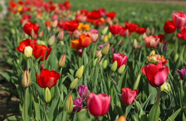 Fototapeta premium Tulpen Tulpenbeet in der Blüte