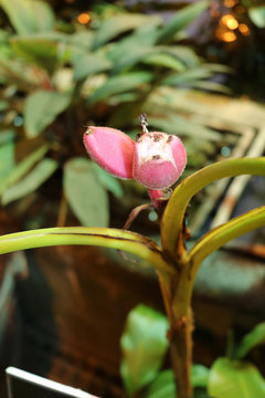 Banana (Musa) - perennial herbaceous plants growing in the tropics