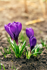 purple crocuses