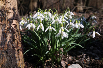 Snowdrops in spring forest. White delicate spring flowers.
