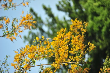 Burma Padauk in selective focus point