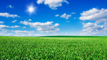 Image of green grass field and bright blue sky