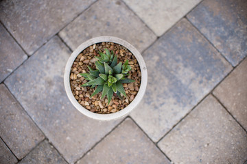Aloe Aristata Haworthia Succulent Plant slow-growing succulent that brings delightful contrast with its dark green leaves planted in a pot with rocks	