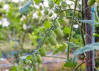 Close-up unripe green Cherry Tomato hanging on branch