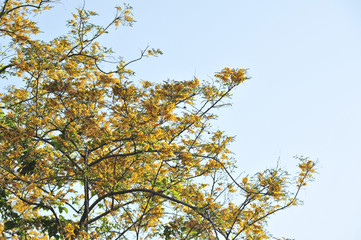 Burma Padauk in selective focus point