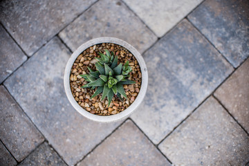 Aloe Aristata Haworthia Succulent Plant slow-growing succulent that brings delightful contrast with its dark green leaves planted in a pot with rocks	