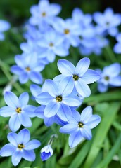 美しいハナニラの花、春の風景