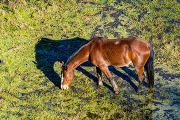 Caballo pastando en el pantano