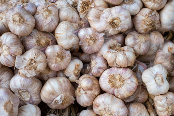 Garlic bulb cloves pile