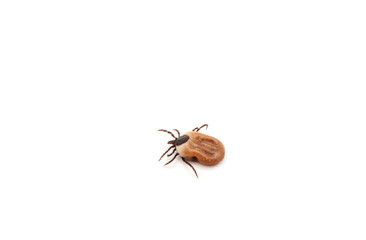 health danger - disease-carrier ticks