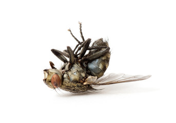 dead fly isolated on a white background