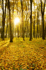 Obraz premium Beautiful golden autumn landscape