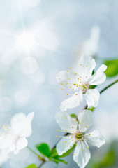 Fototapeta na wymiar white cherry tree flower in spring