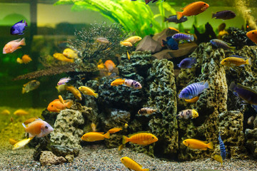 Fototapeta na wymiar Aquarium fish. underwater world.