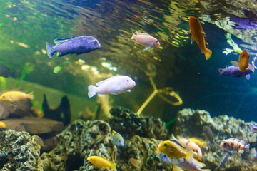 Aquarium fish. underwater world.