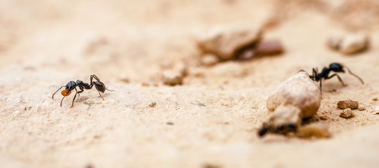 Ant transporting food on a sandy road with small pebbles. Macro detail.
