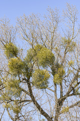 Misteln in den Baumkronen