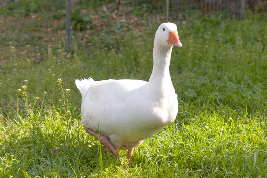Goose walking in the grass on a sunny day