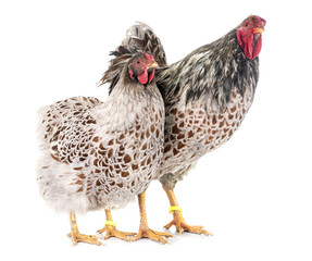  blue-laced Wyandotte chicken in studio