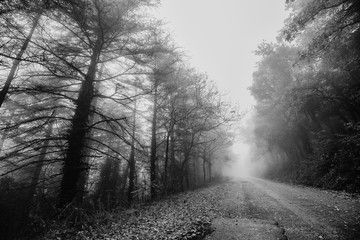 Beautiful view of a road in the middle of fog, with trees at the sides and leaves on the ground