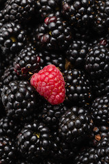 One red raspberry on on ripe blackberry