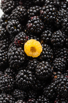One yellow raspberry on ripe blackberry
