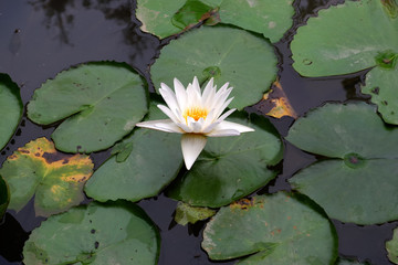 white lotus blossom on a pond