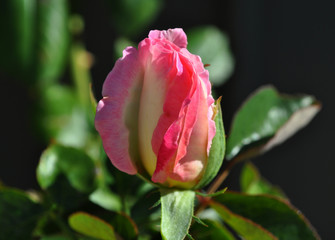 Close-up of new Rose bud, selective focus