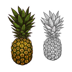 Pineapple tropical fruit sketch for food design