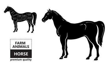 Scheme of cutting horse meat with cutting lines. Design for butcher shop, banner. Diagram on white background. Vector illustration.