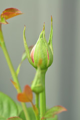 Close-up of new Rose bud, selective focus