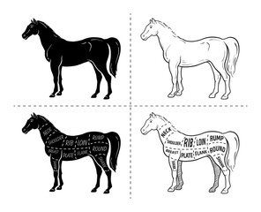 Scheme of cutting horse meat with cutting lines. Design for butcher shop, banner. Diagram on white background. Vector illustration.