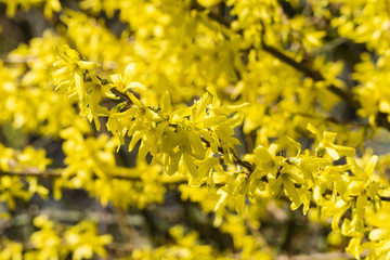Forsythienstrauch