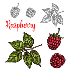 Raspberry fruit sketch of red berry and green leaf