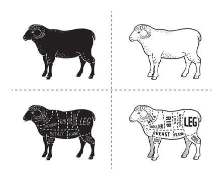 Lamb or mutton cuts diagram. Butcher shop. Vector illustration