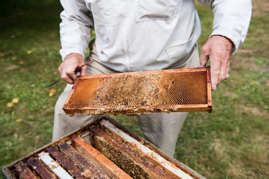 Beekeeper removing honeycomb from beehive