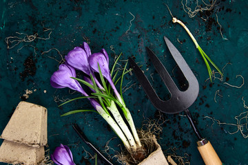 Gardening tools, peat pots, crocus flower. spring