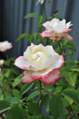 Pink and white Multicoloured roses in the garden