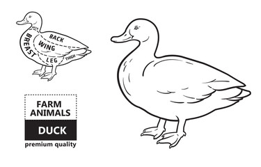 Fototapeta na wymiar Typographic duck butcher cuts diagram scheme. Premium guide meat label