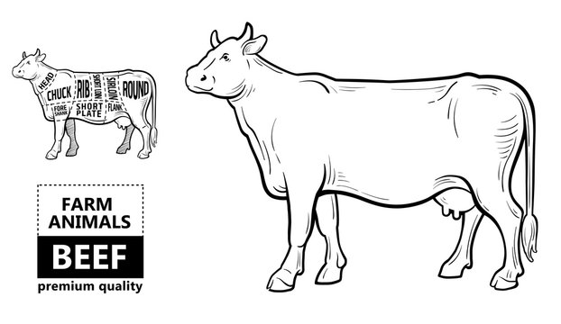 Cut of beef set. Poster Butcher diagram - Cow. Vintage typographic hand-drawn. Vector illustration