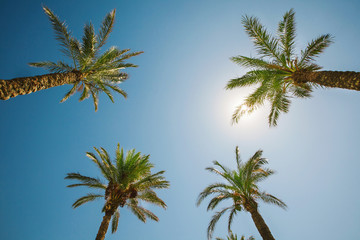Fototapeta na wymiar four palm trees against the sky. vertical shot up.