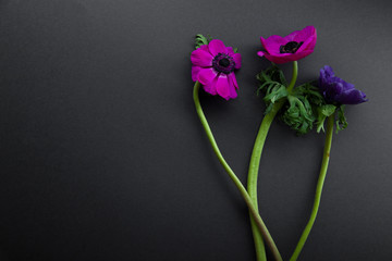 Purple and pink anemones on dark gray background with text space