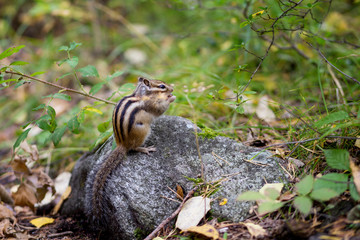 a Chipmunk eats a nut in a forest in the taiga.