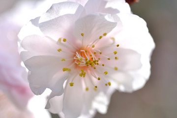 Fototapeta premium 梅の花_1