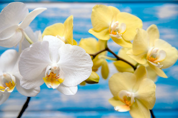 Fototapeta na wymiar White and yellow orchids on blue background