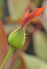 Close-up of new Rose bud, selective focus