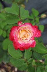 Pink and white Multicoloured roses in the garden